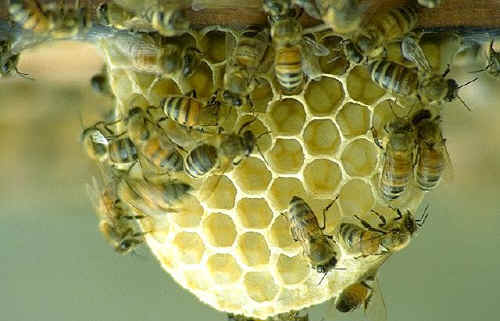 bienen_3.jpg