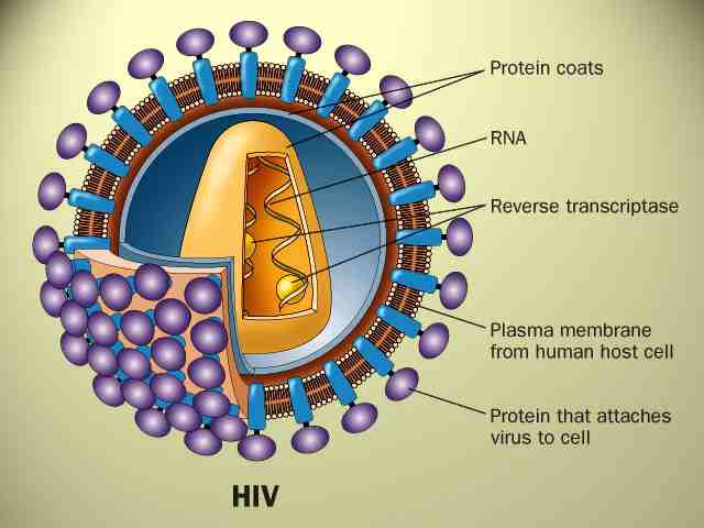 hiv.jpg