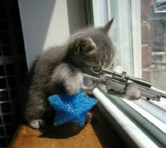 Cat with machine gun.jpg